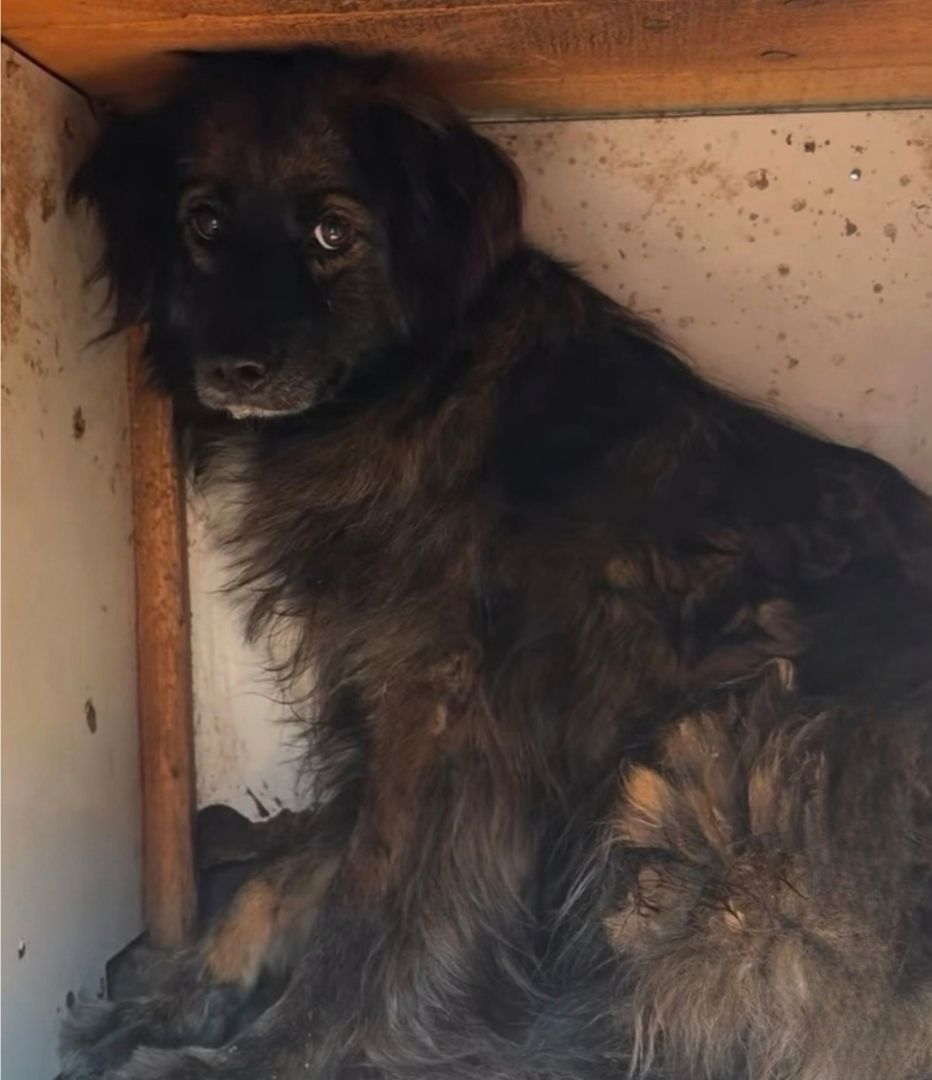 Daisy after rescue