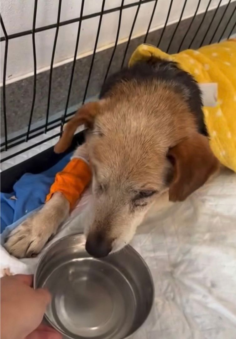 Shadow after rescue