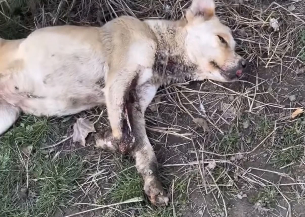 Duke before rescue